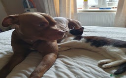 Mixed Breed dogs for sale: Brucie nearly 4 Cross breed  - Image 9