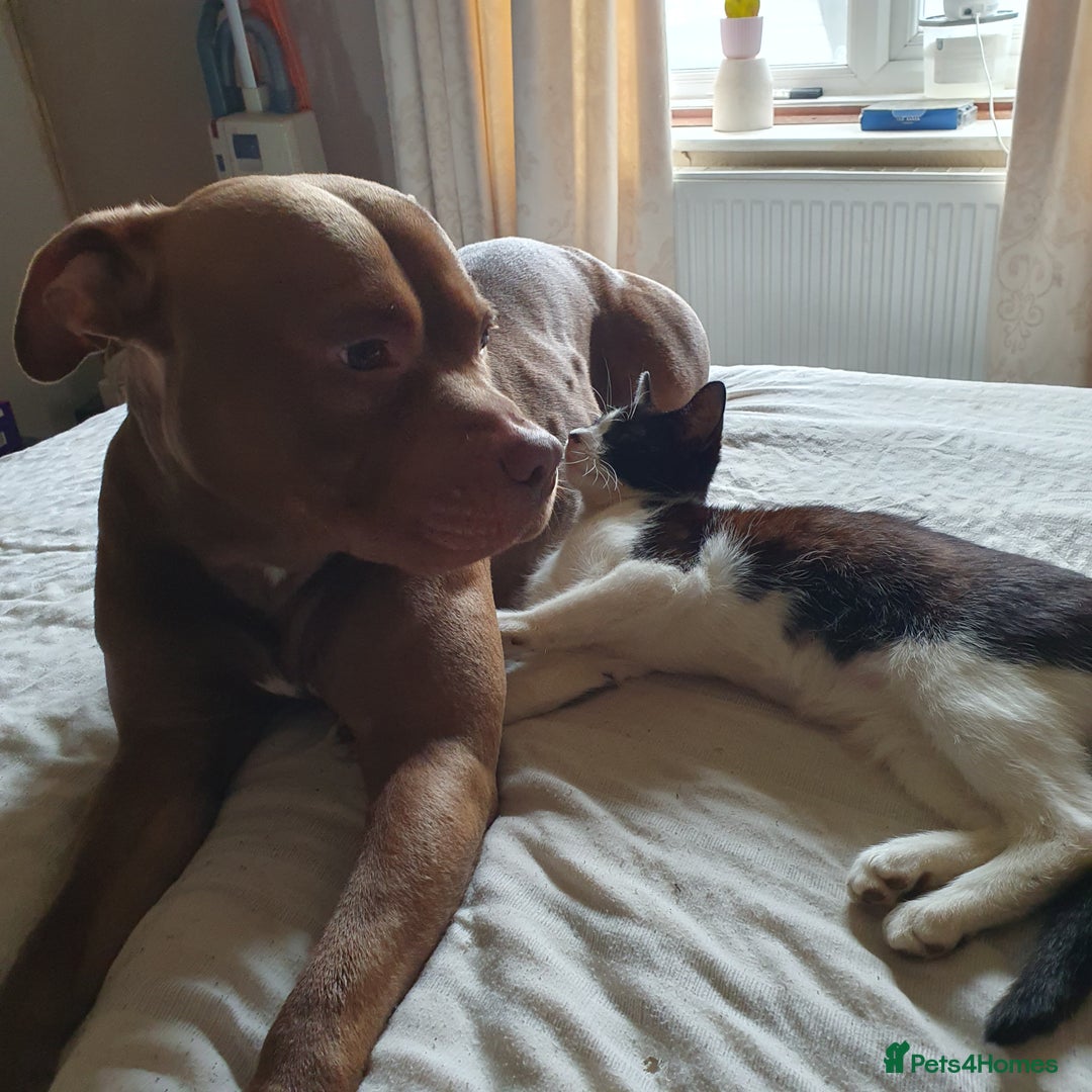 Mixed Breed dogs for sale: Brucie nearly 4 Cross breed  - Image 9