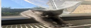 Maine Coon 4