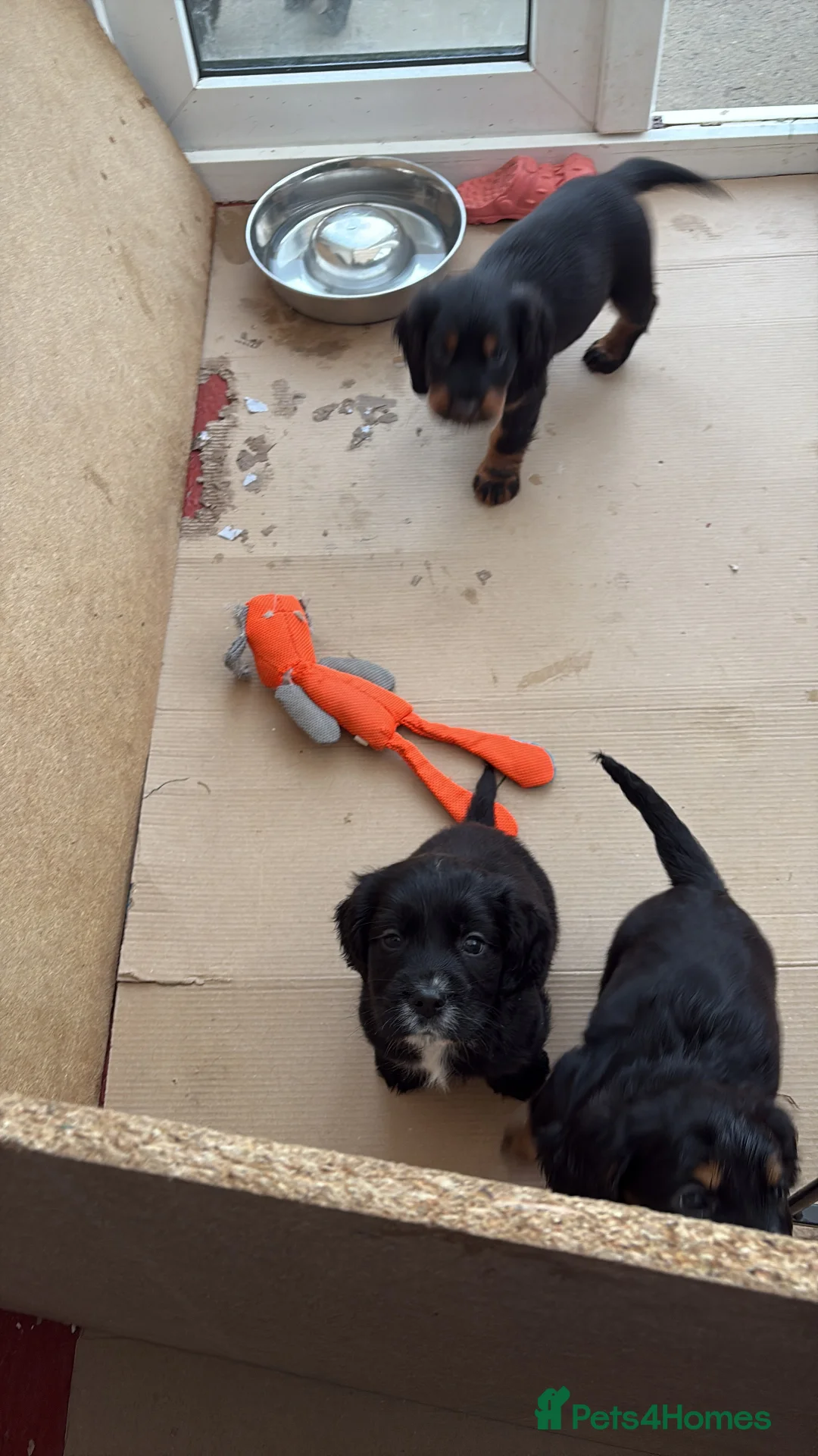 Cocker Spaniel dogs for sale: One Male Black & White Male One Black Female Pup - Advert 6