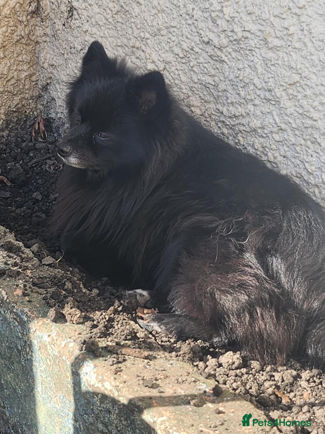 Pomeranian dogs for sale: Pomeranian for sale - Advert 19