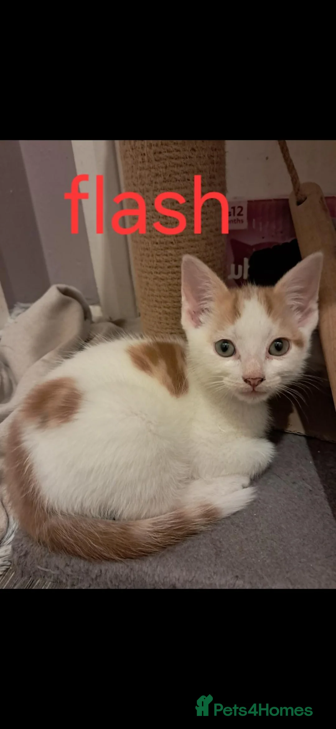 Mixed Breed cats for sale: Kittens for sale! - Advert 2