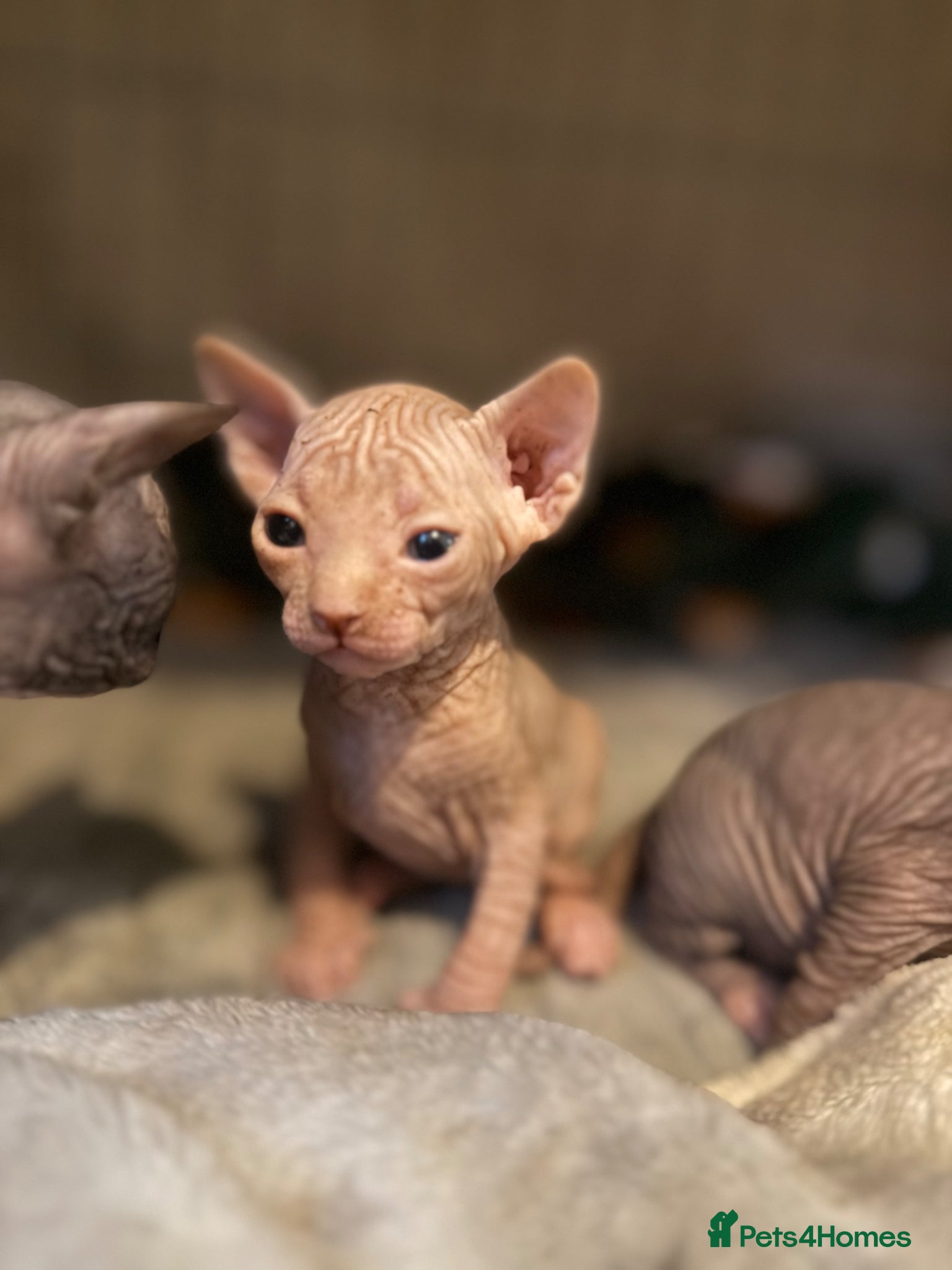 Sphynx cats for sale: 4 Sphynx kittens - Advert 4