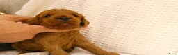 Cockapoo dogs for sale: Stunning Cockapoo puppies for sale in Bolton - Advert 5