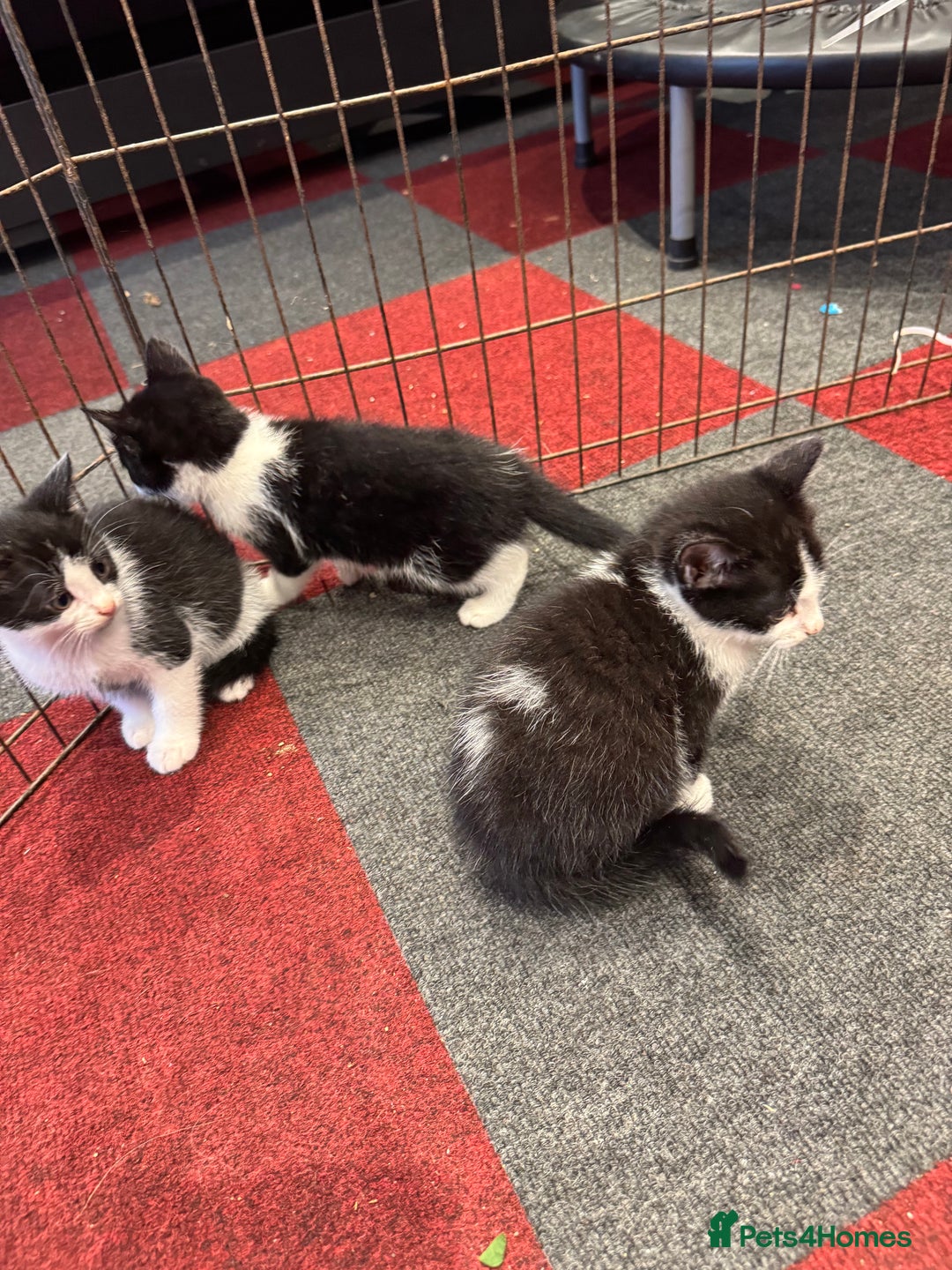 Mixed Breed cats for sale: 5 beautiful kittens ready for new homes - Image 2