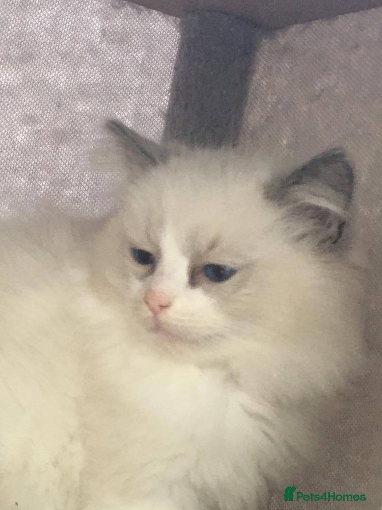 Ragdoll cats for sale: Purebred Ragdolls - Advert 1