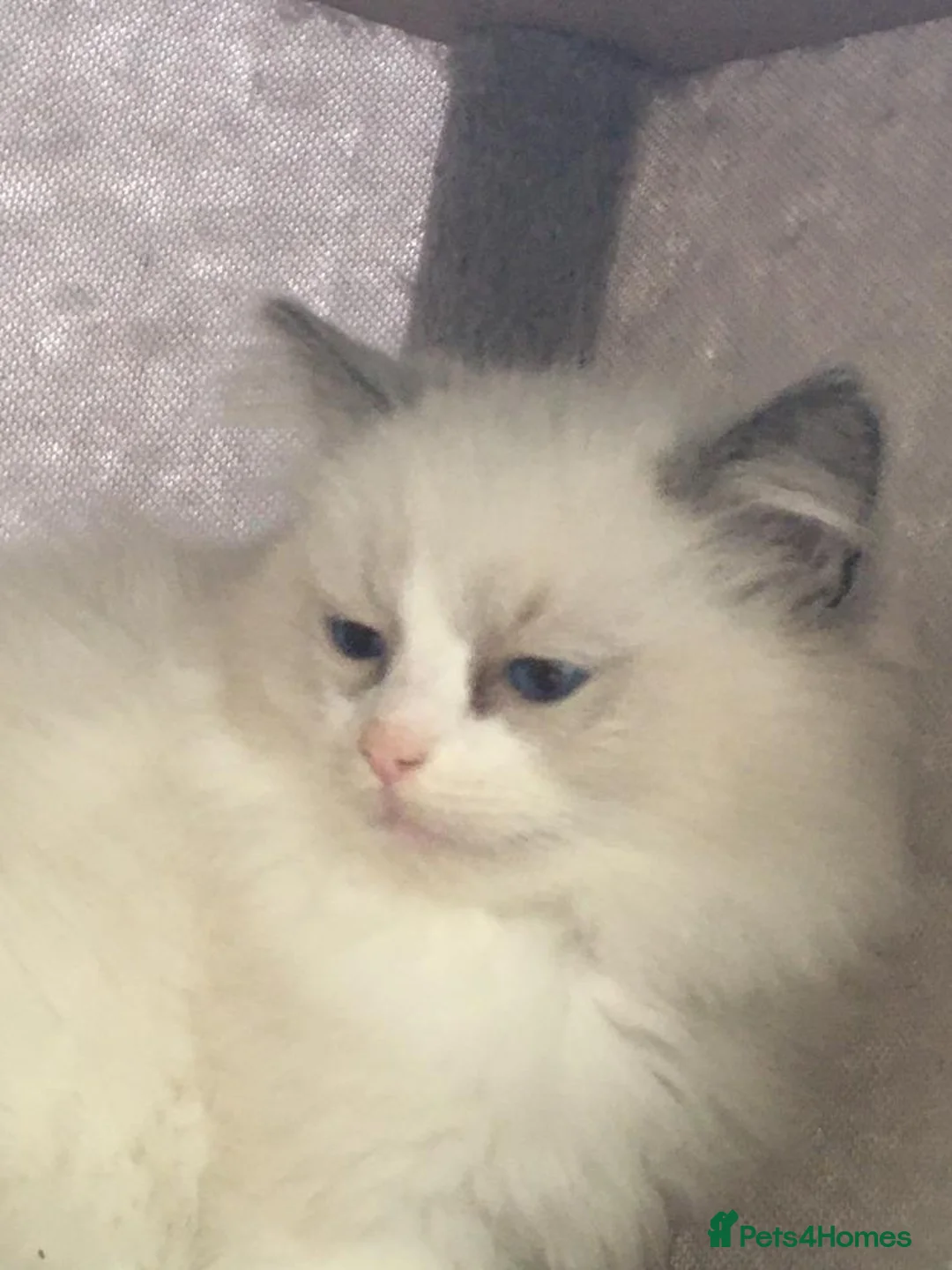 Ragdoll cats for sale: Purebred Ragdolls - Advert 1