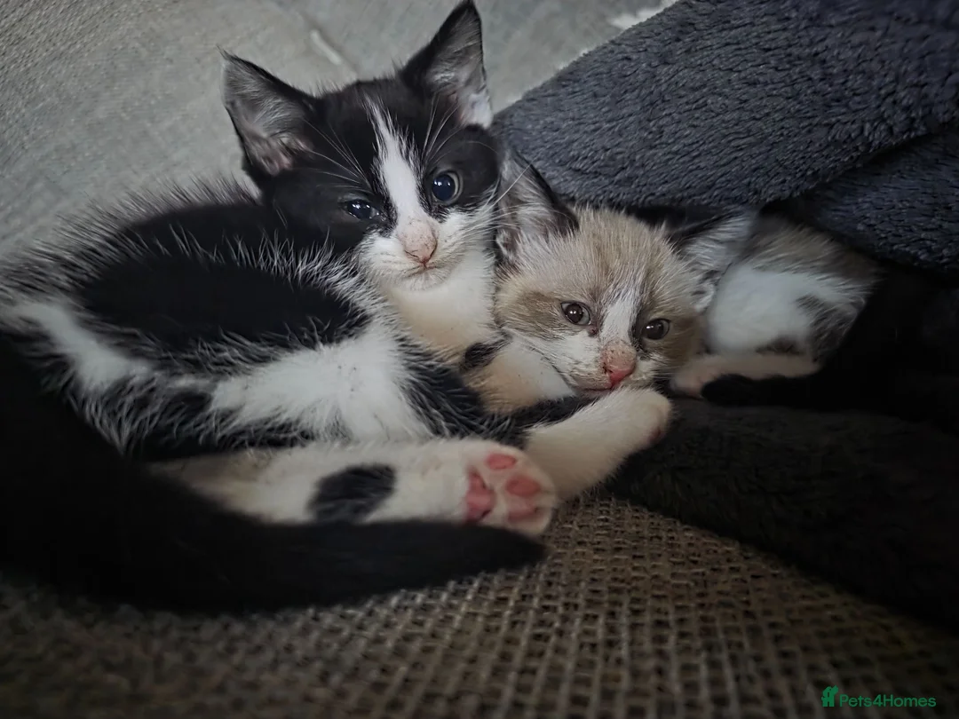 Ragdoll cats for sale: Mixed breed ragdolls.  - Advert 1