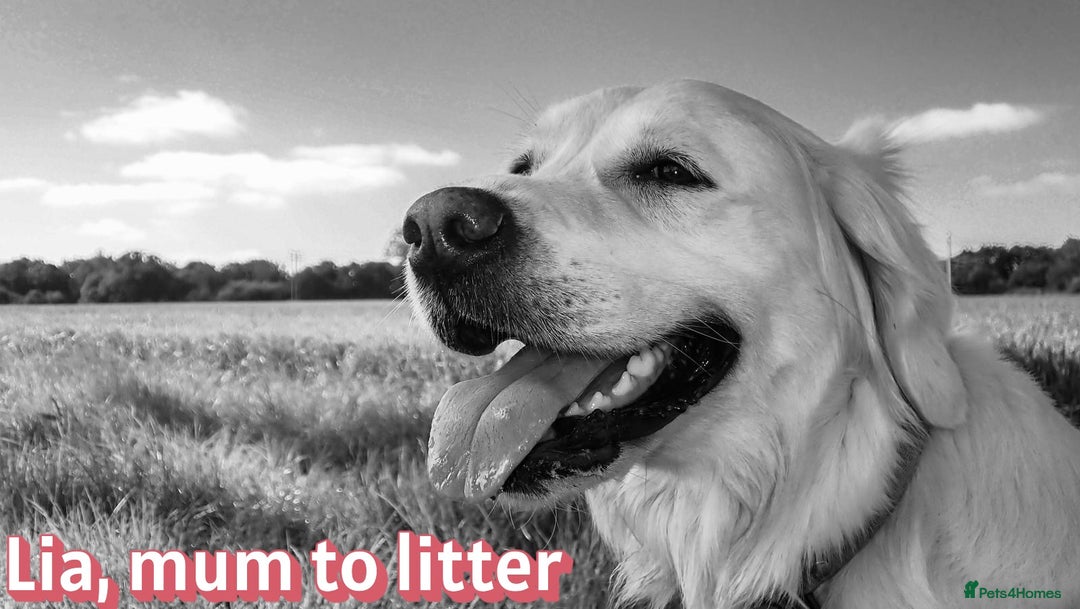 Golden Retriever dogs for sale: KC-Reg Golden Puppies @ Sunaraelia - Due 23/10/25 - Image 18