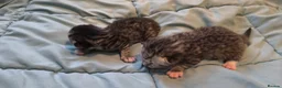 Mixed Breed cats for sale: Scottish fold/ straight kittens  - Advert 11