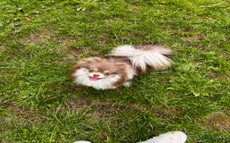 Pomeranian dogs for sale: Gorgeous Lilac Pomeranian Girl  - Image 5