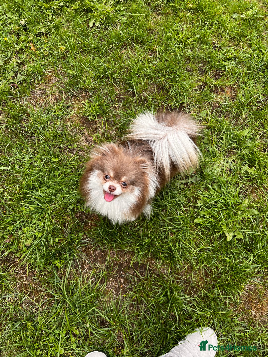 Pomeranian dogs for sale: Gorgeous Lilac Pomeranian Girl  - Image 5