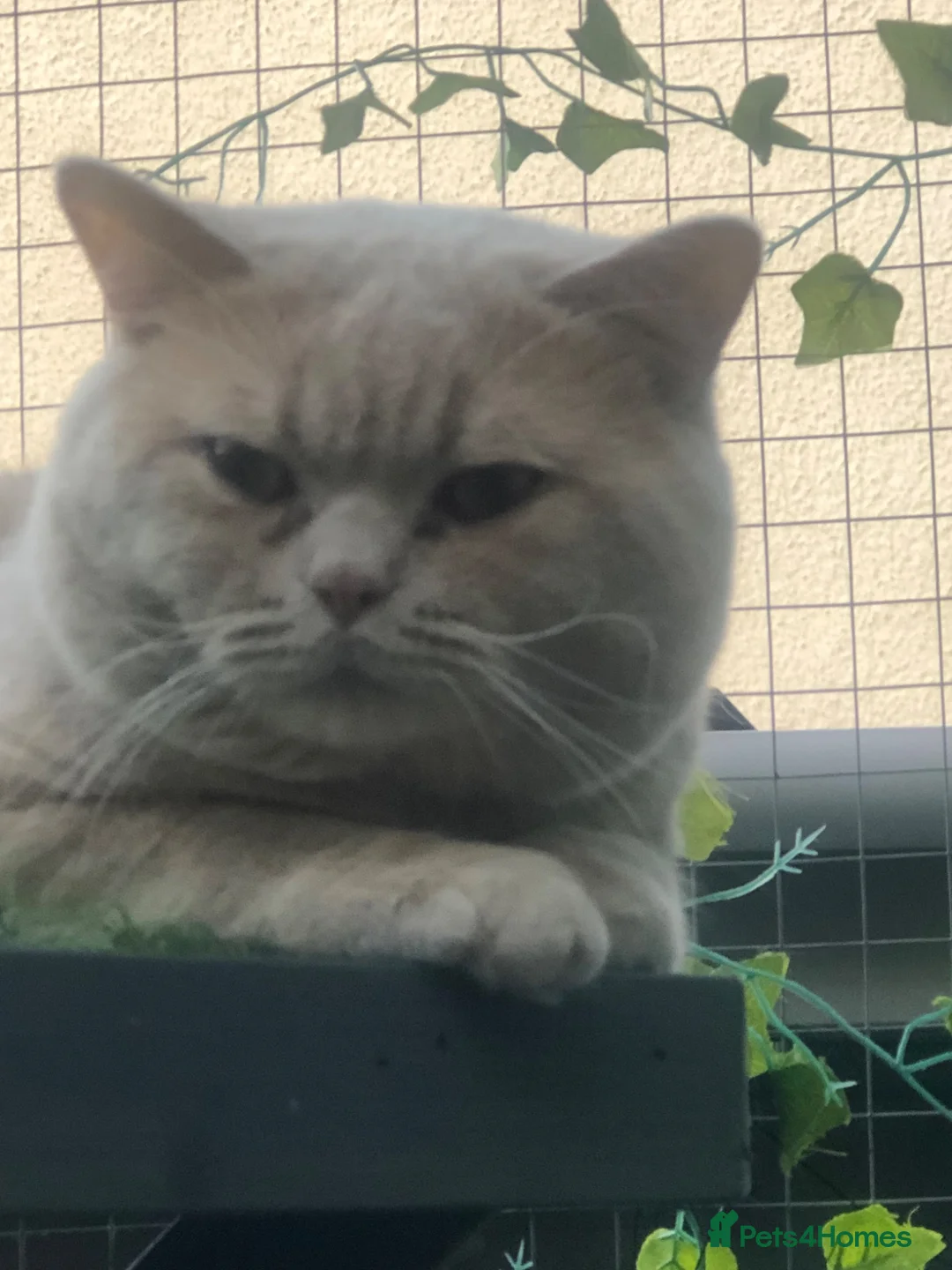 British Shorthair cats for sale: Stunning GCCF reg. Blue  Cream  BSH  - Advert 2