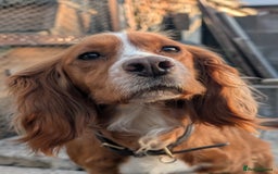 Cocker Spaniel dogs for sale: 🐾 Working Cocker Spaniel Puppies 🐾 - Image 11