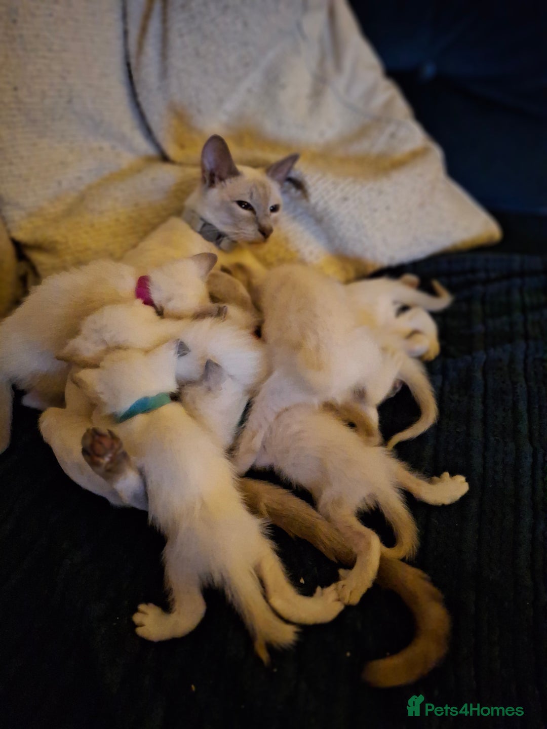 Ragamese cats for sale: Ragamese lilac kittens - Image 14