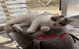 Mixed Breed cats for sale: Lovely kittens - Image 10