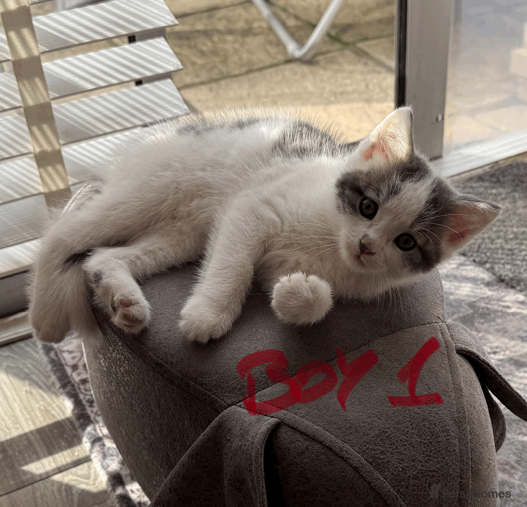 Mixed Breed cats for sale: Lovely kittens - Image 10