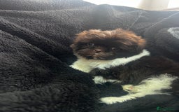 Shih Tzu dogs for sale: Chocolate and cream pedigree shitzu puppy’s - Image 2