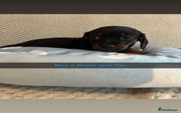 Miniature Dachshund dogs for sale: ***rainbow litter🌈*** - Image 8