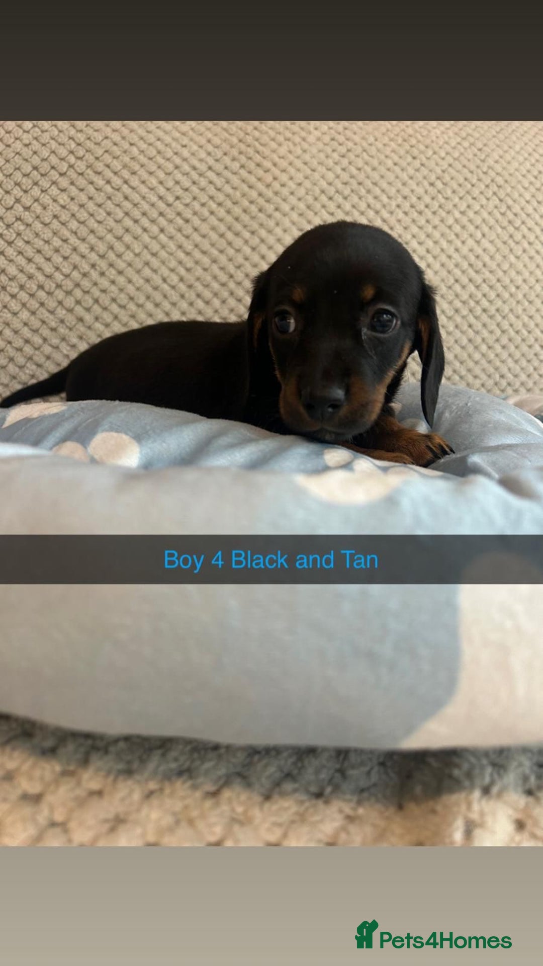 Miniature Dachshund dogs for sale: ***rainbow litter🌈*** - Image 8
