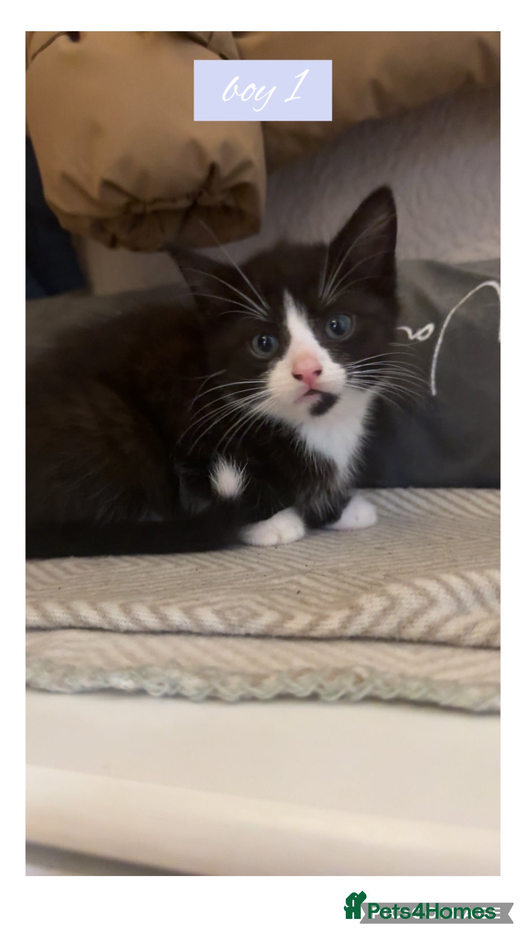 Domestic Shorthair cats for sale: kittens  - Advert 5