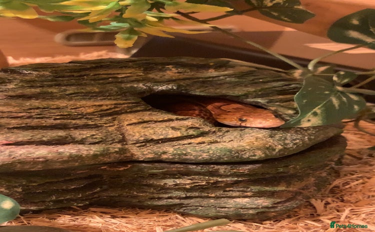 Corn Snake reptiles - Advert 1