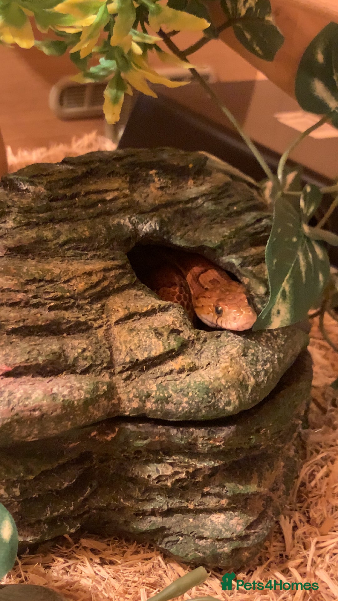 Corn Snake reptiles for sale: Princess Aurora, a normal corn snake - Image 1