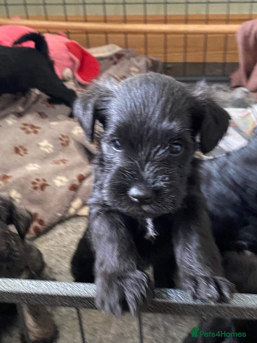 Miniature Schnauzer dogs for sale: 6 adorable Miniature schnauzer puppies  - Image 18