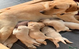 Labrador Retriever dogs for sale: Red Fox , Golden & White Labrador Pups  - Image 1