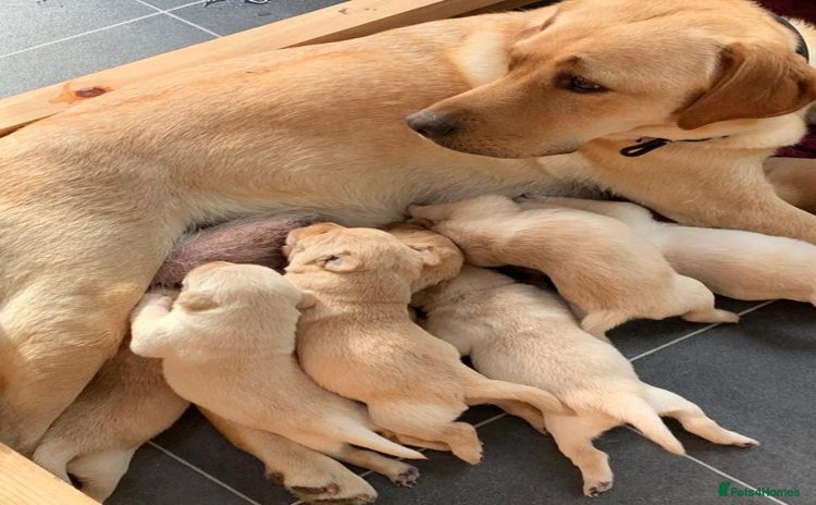 Labrador Retriever dogs - Advert 1