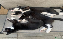 British Shorthair cats for sale: Kittens ready for new home, chipped, 1st injection - Image 1