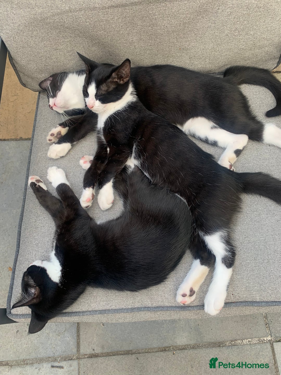 British Shorthair cats for sale: Kittens ready for new home, chipped, 1st injection - Image 1