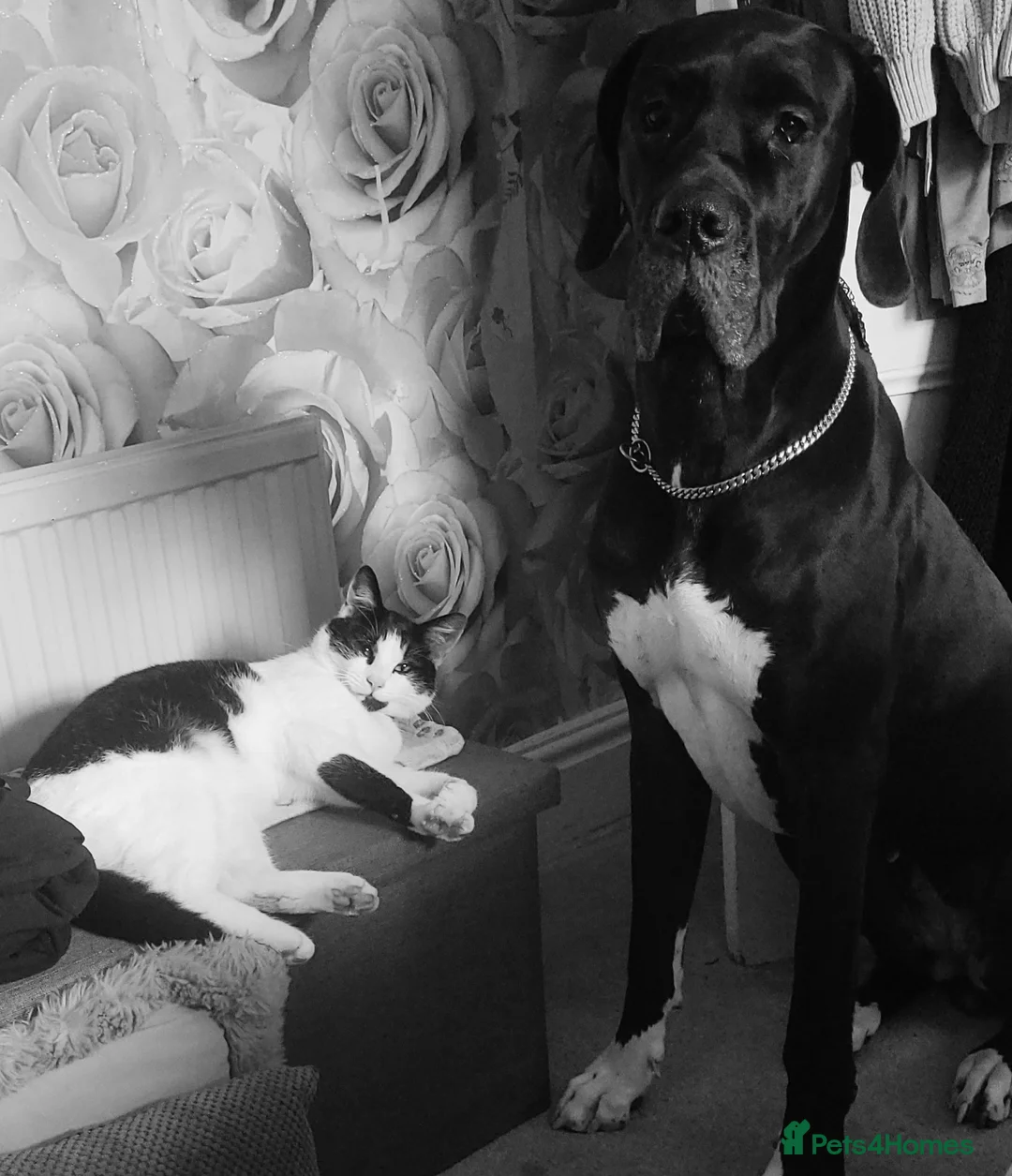 Great Dane dogs for sale: Dolcy - Advert 6