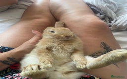 French Lop rabbits for sale: 4 x mixed breed lop bunnies 2 x albino REW 2 x not - Image 24