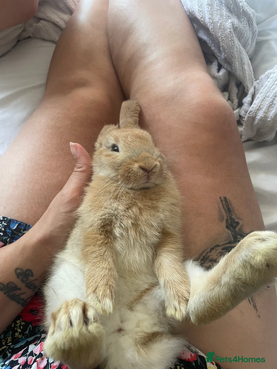 French Lop rabbits for sale: 4 x mixed breed lop bunnies 2 x albino REW 2 x not - Image 24