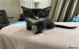 Mixed Breed cats for sale: 2 beautiful bundles of joy - Advert 4