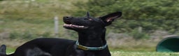 Lurcher dogs for adoption: DAPHNE, female lurcher in rescue - Advert 10