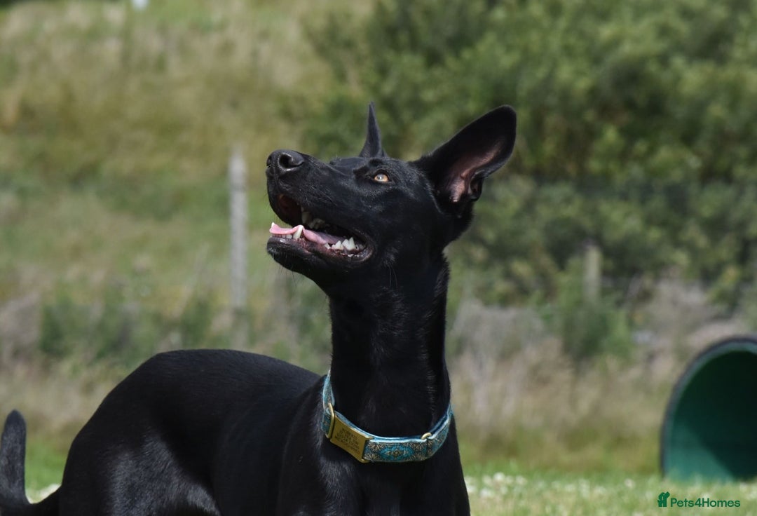 Lurcher dogs for adoption: DAPHNE, female lurcher in rescue - Image 10