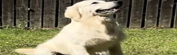 Golden Retriever dogs for sale: Extensively Health Tested English Cream Puppies - Advert 2