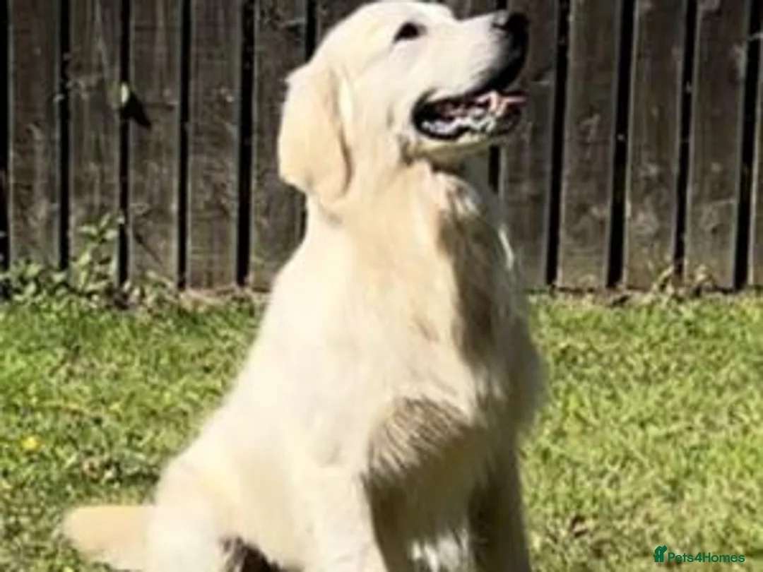 Golden Retriever dogs for sale: Extensively Health Tested English Cream Puppies - Advert 2
