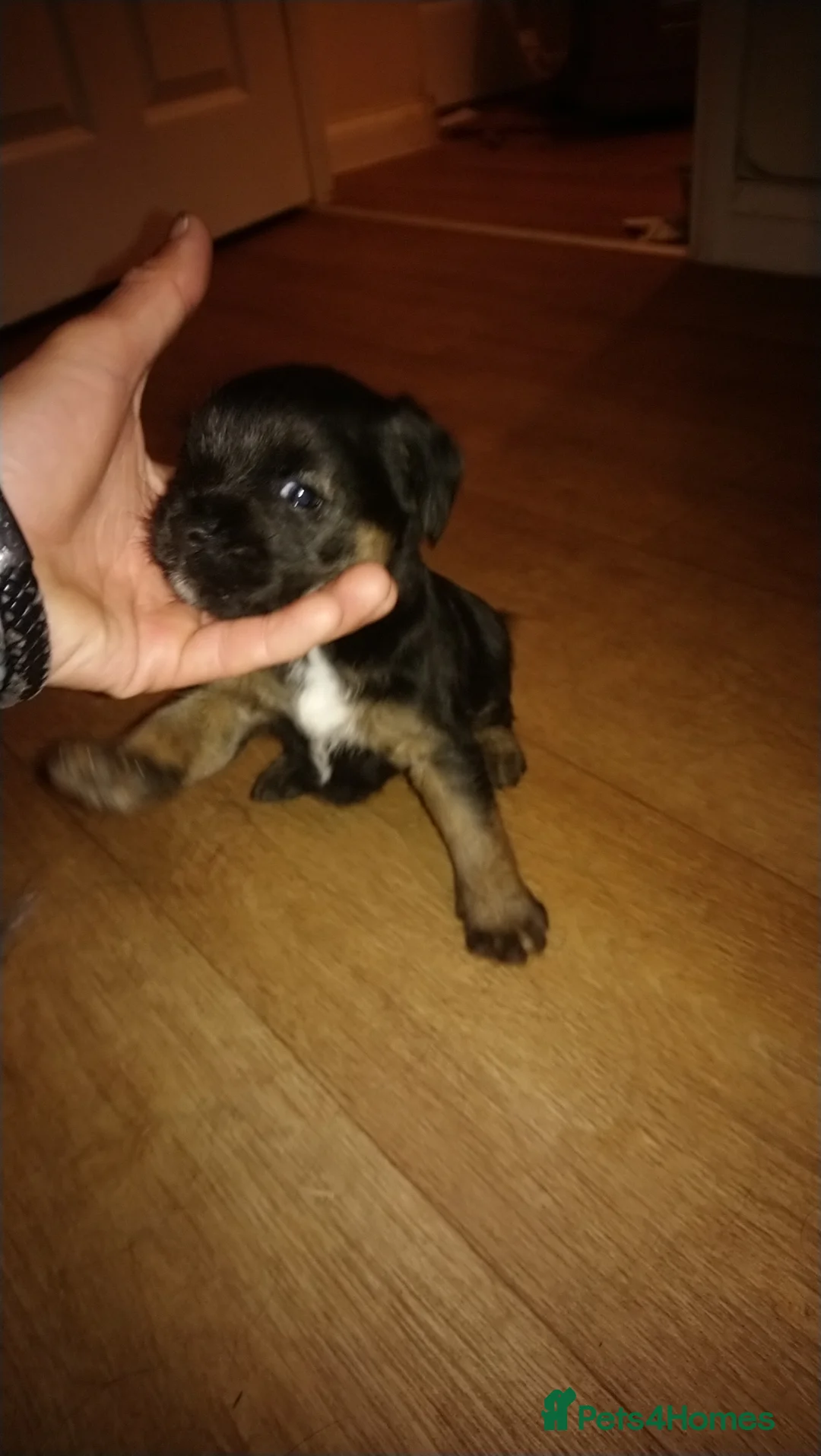 Border Terrier dogs for sale: Puppy bitch homebred in Somerton - Advert 2