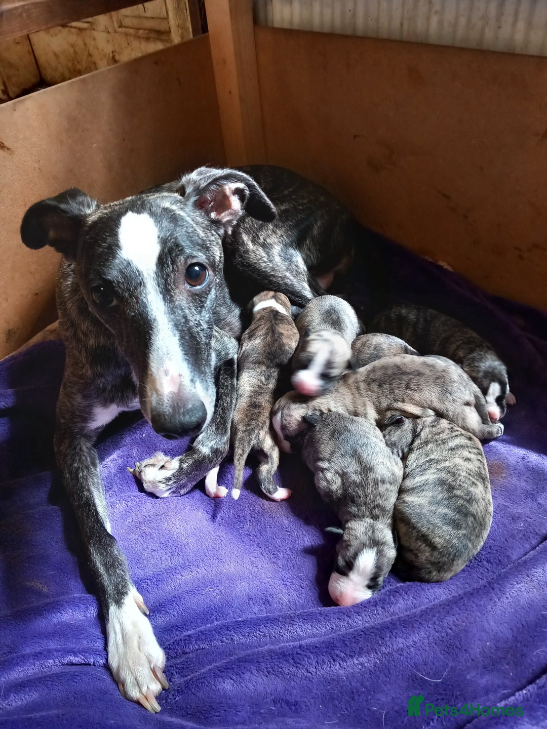 Whippet dogs for sale: Top Class Whippet Puppies bred from Champions - Image 10