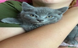 British Shorthair cats for sale: British short hair cross kittens, grey black.  - Image 9