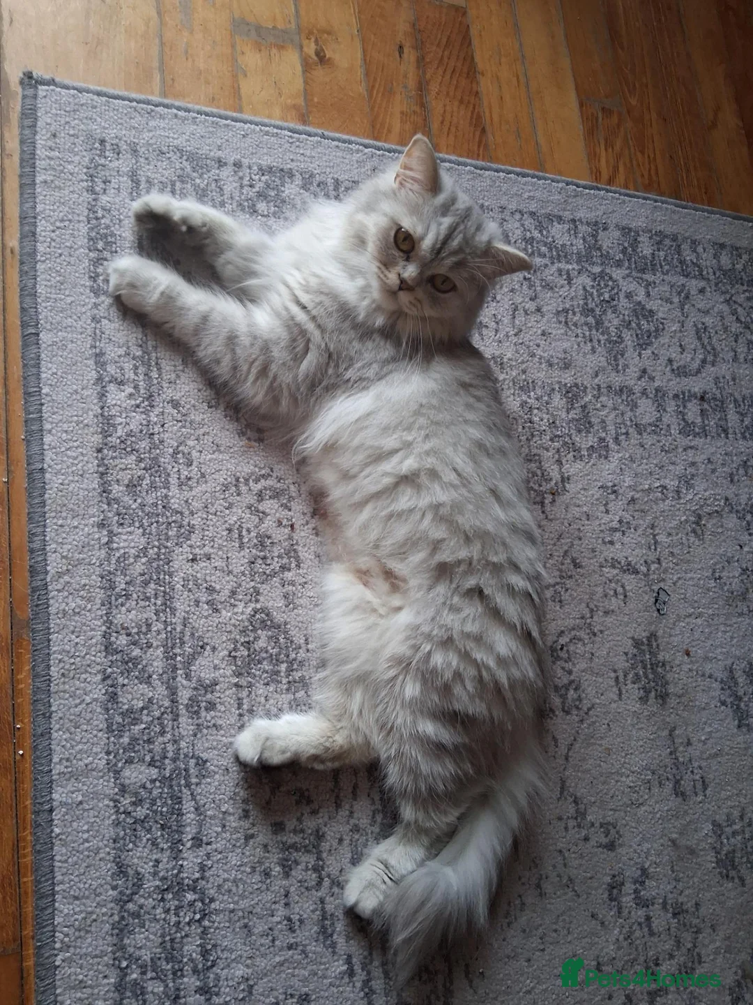 Persian cats for sale: Beautiful half persian kittens  - Advert 11