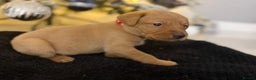 Labrador Retriever dogs for sale: Beautiful fox red puppies  - Advert 28