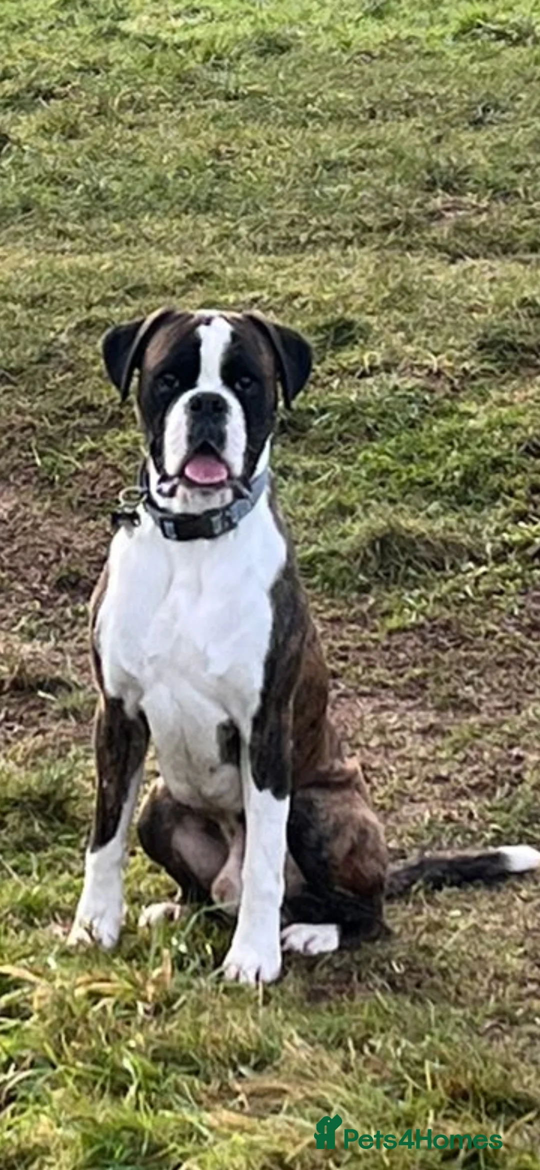 Boxer dogs for stud: Boxer for stud (Brindle) - Advert 1