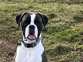 Boxer dogs Boxer for stud (Brindle) - Advert 12