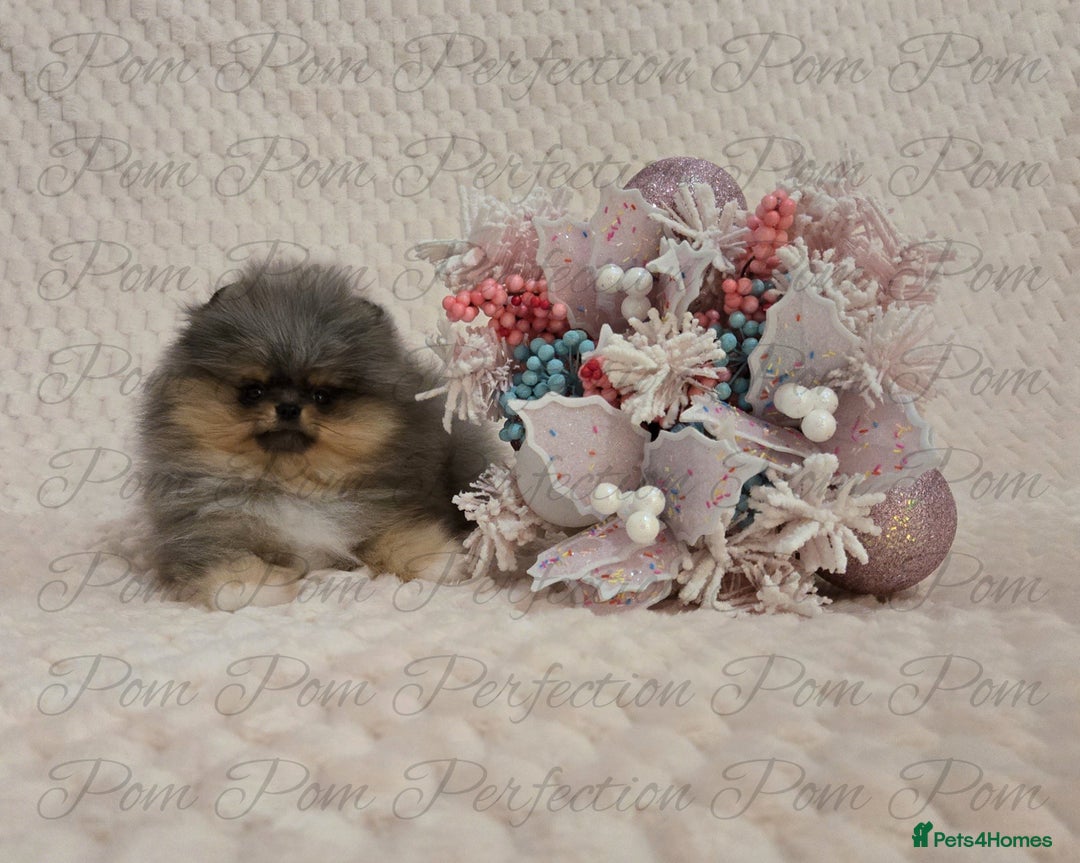 Pomeranian dogs for sale: Magical Teddy Bear Pomeranian Puppies  - Advert 10