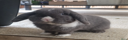 Mini Lop rabbits for sale: Beautiful Mini Lop Does - Advert 21