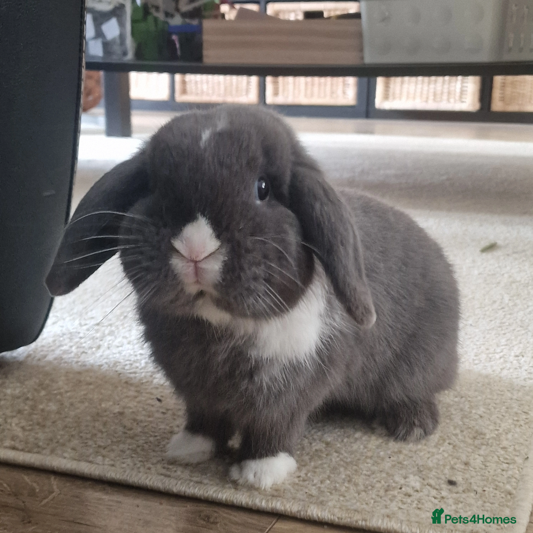 Mini Lop rabbits for sale: Beautiful Mini Lop Does - Advert 21
